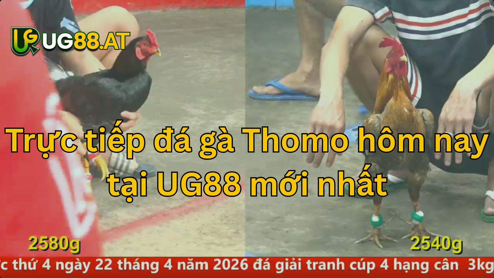 Trực tiếp đá gà Thomo hôm nay tại UG88 mới nhất