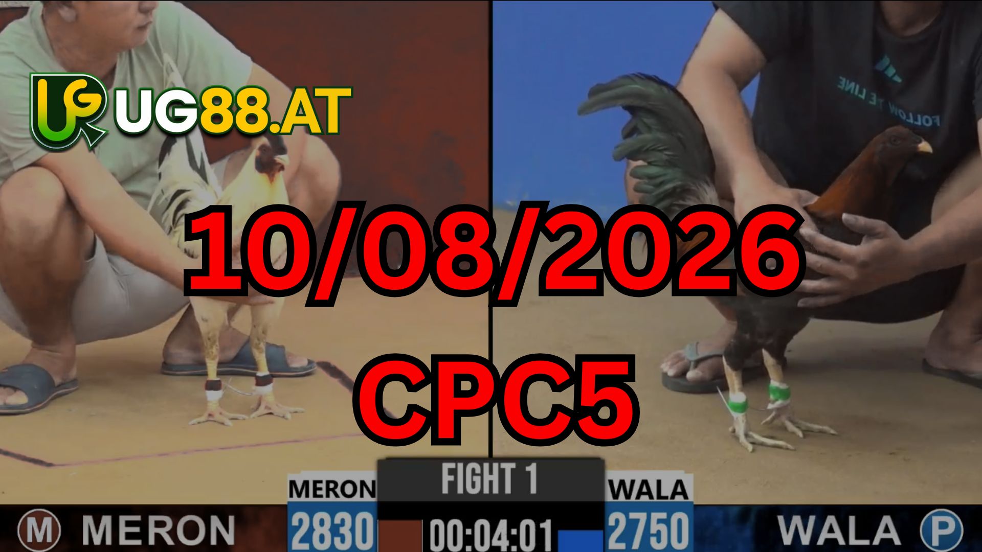 Video đá gà CPC5 Thomo hôm nay 10-08-2026