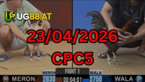 Video đá gà CPC5 Thomo hôm nay 23-04-2026
