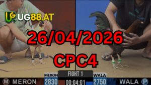 Video đá gà CPC4 Thomo hôm nay 26-04-2026
