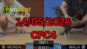 Video đá gà CPC4 Thomo hôm nay 14-05-2026