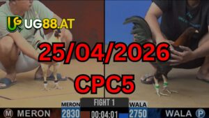 Video đá gà CPC5 Thomo hôm nay 25-04-2026