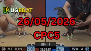 Video đá gà CPC5 Thomo hôm nay 26-05-2026