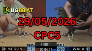 Video đá gà CPC5 Thomo hôm nay 29-05-2026