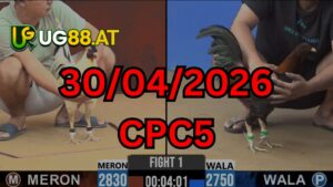 Video đá gà CPC5 Thomo hôm nay 30-04-2026