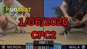 Video đá gà CPC2 Thomo hôm nay 1-06-2026