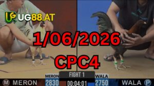 Video đá gà CPC4 Thomo hôm nay 1-06-2026