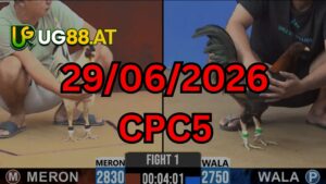 Video đá gà CPC5 Thomo hôm nay 29-06-2026
