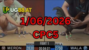 Video đá gà CPC5 Thomo hôm nay 1-06-2026
