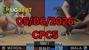 Video đá gà CPC5 Thomo hôm nay 5-06-2026