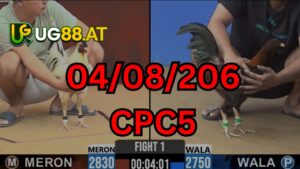 Video đá gà CPC5 Thomo hôm nay 04-08-2026